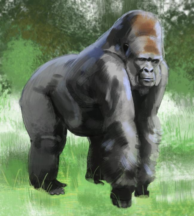 Ape | Level Up